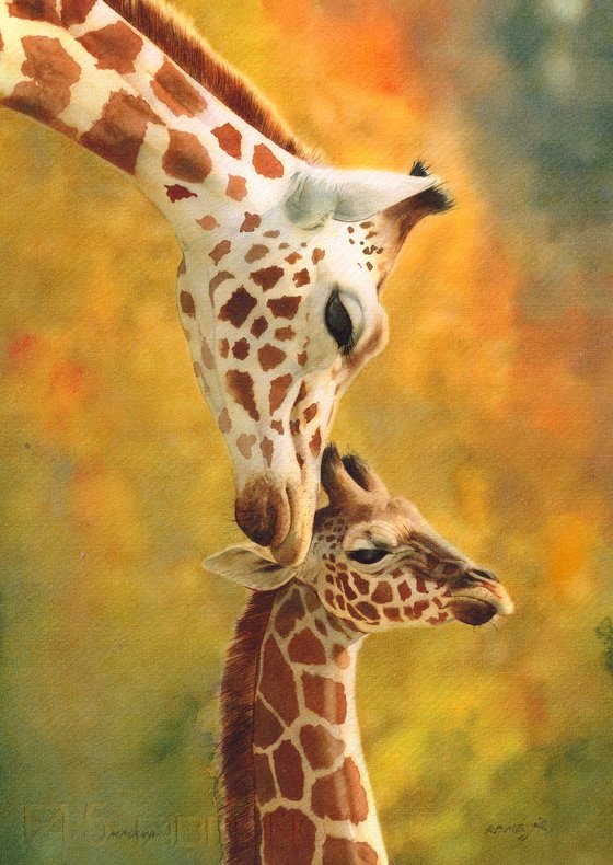 Giraffes - mother and baby giraffe VII