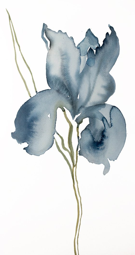 Iris No. 144