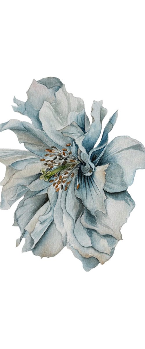 Blue poppy by Julia Gorislavska