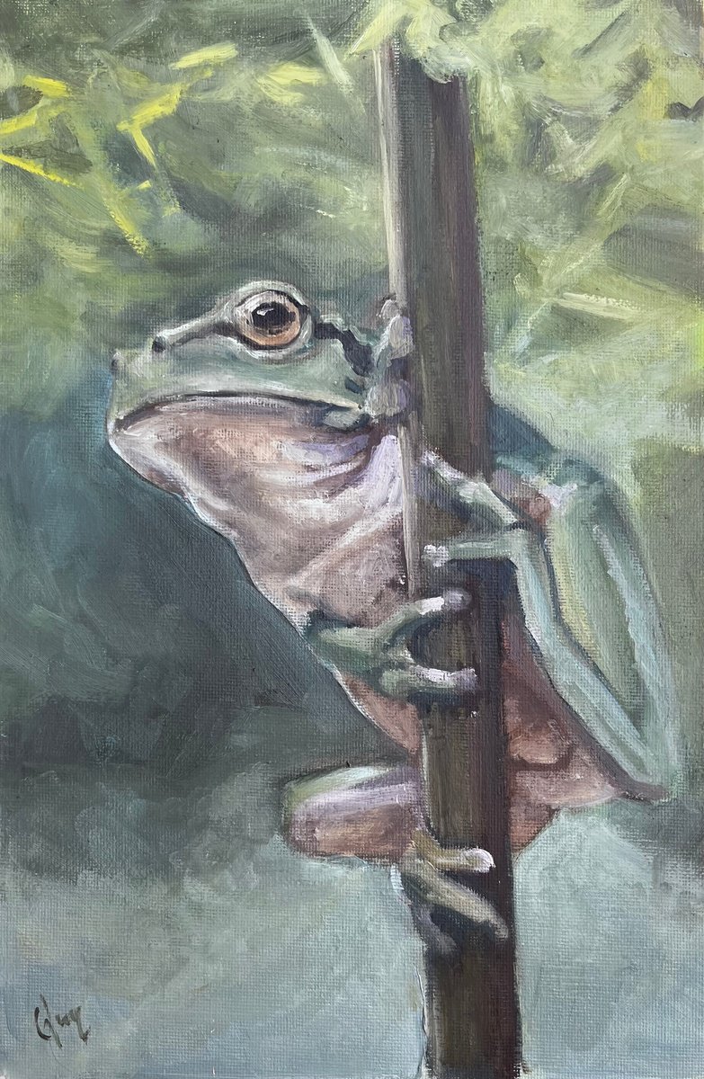 Frog by Cedric Visser