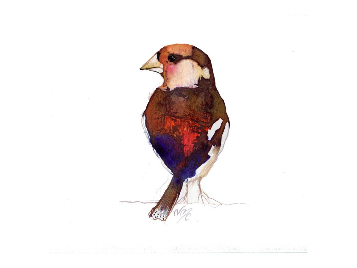 Blushing Hawfinch by Nancy M Chara