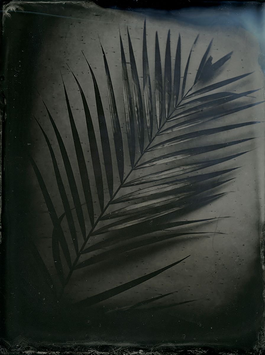 Photorealistic Botanical Photograph By Nicolas Laborie, 12 X 16", Palm Ii, Original Artwork