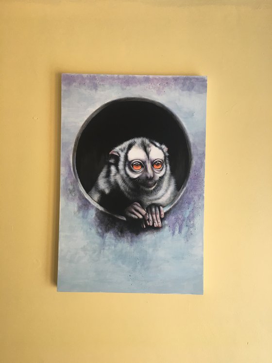 Portrait of a Three Striped Night Monkey