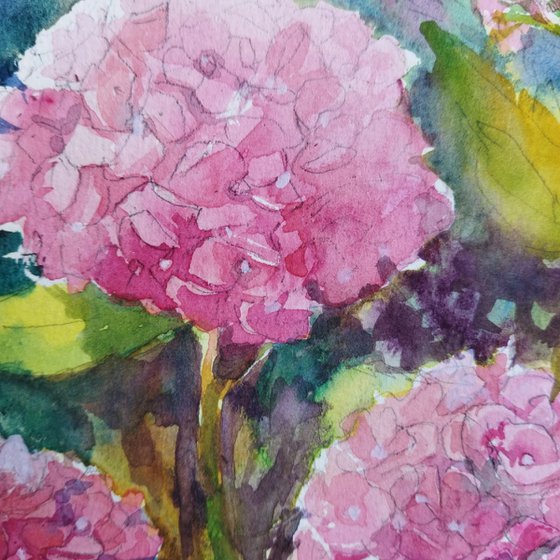 Pink Hydrangeas flowers