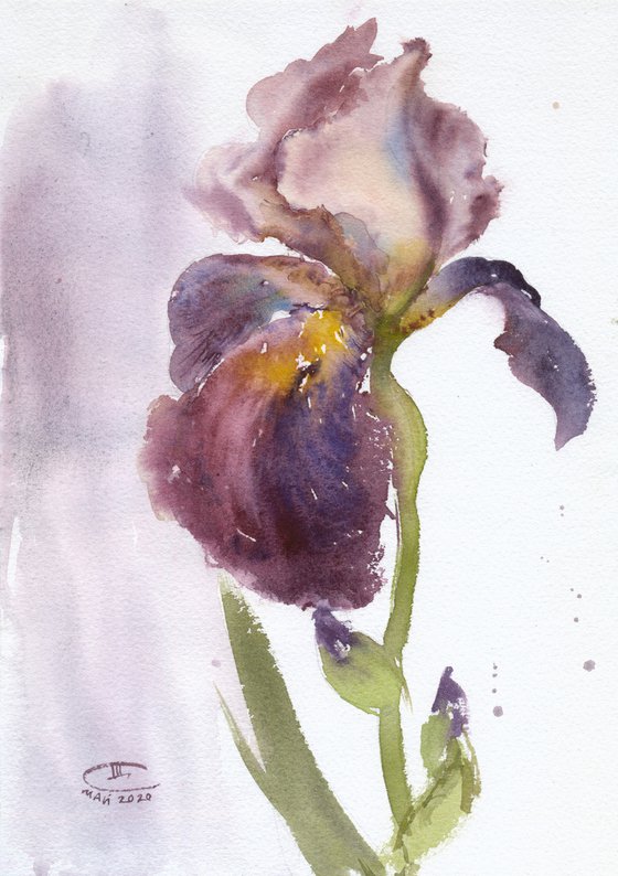 Purple iris. Tender flowers collection.