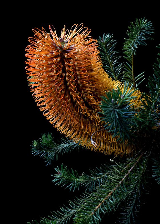 Heath-Leaved Banksia