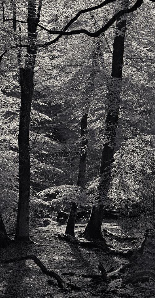 Shimmer Forest by Baxter Bradford