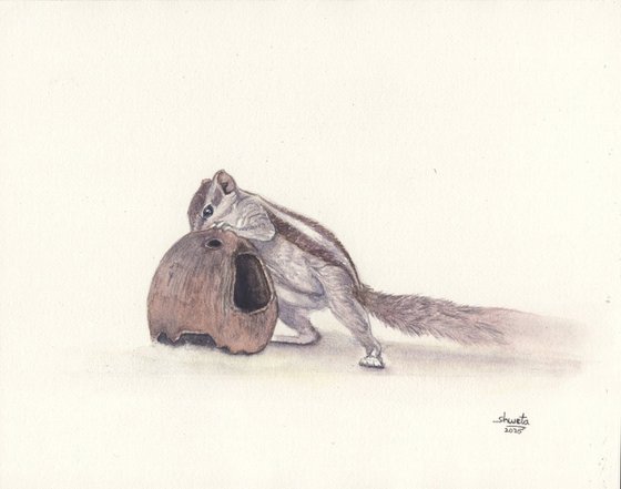 Squirrel and the coconut shell