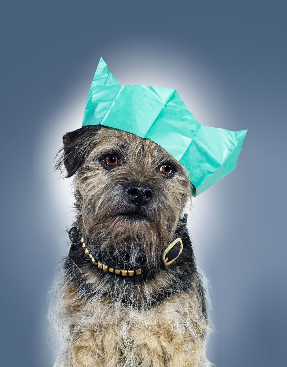 Photorealistic Animal Photograph By Gandee Vasan, 17 X 23, Doggy Christmas, Original Artwork