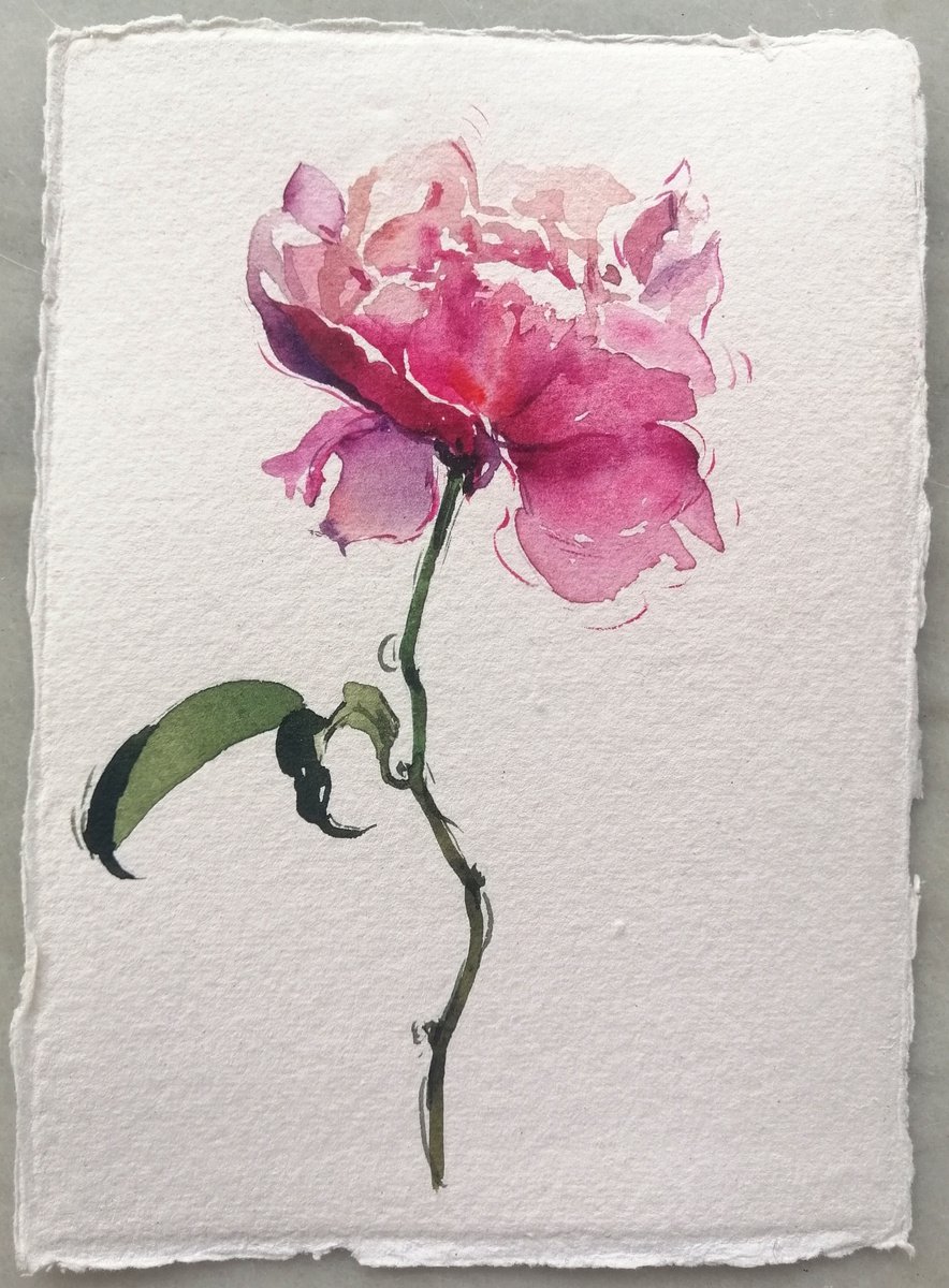 Pink rose by Alexandra Bari