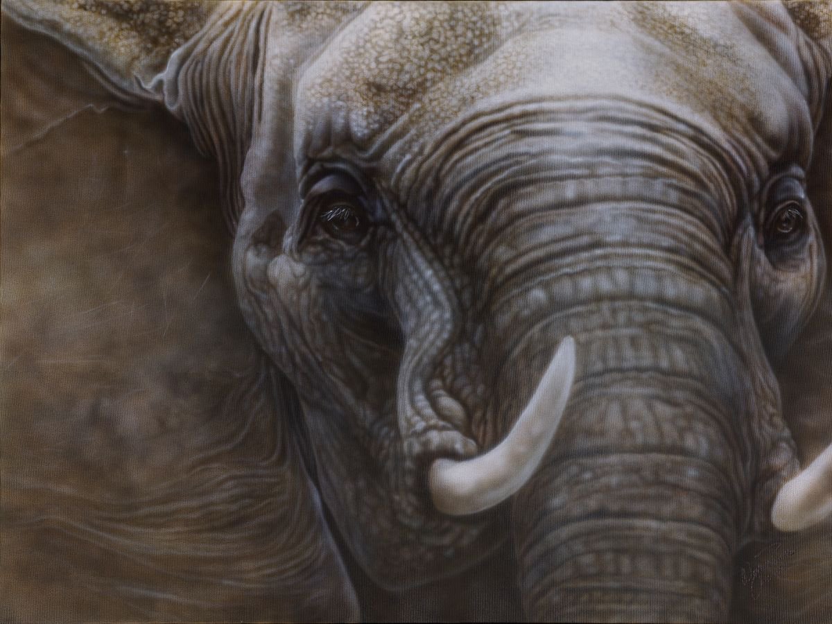 African Elephant by Wayne Pruse