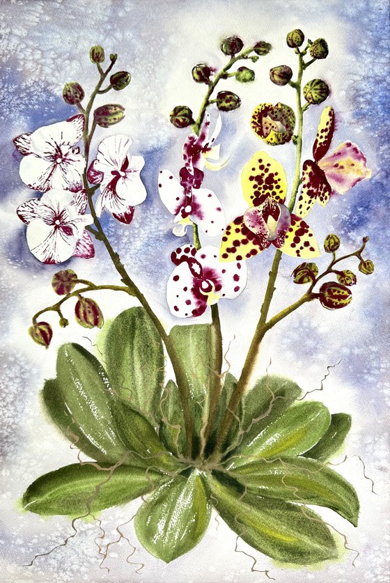 White Pink Bordo Orchid