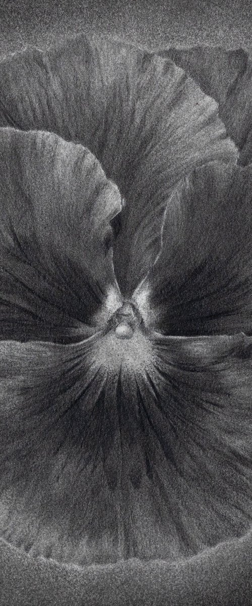 Pansy by Beáta Kovács