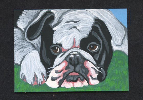 ACEO ATC Original Miniature Painting Olde English Bulldogge Pet Dog Art-Carla Smale