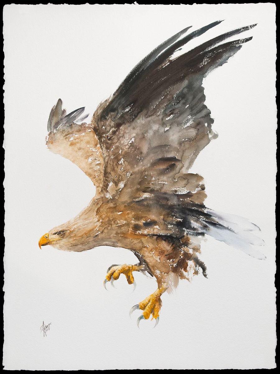White-tailed Eagle by Andrzej Rabiega