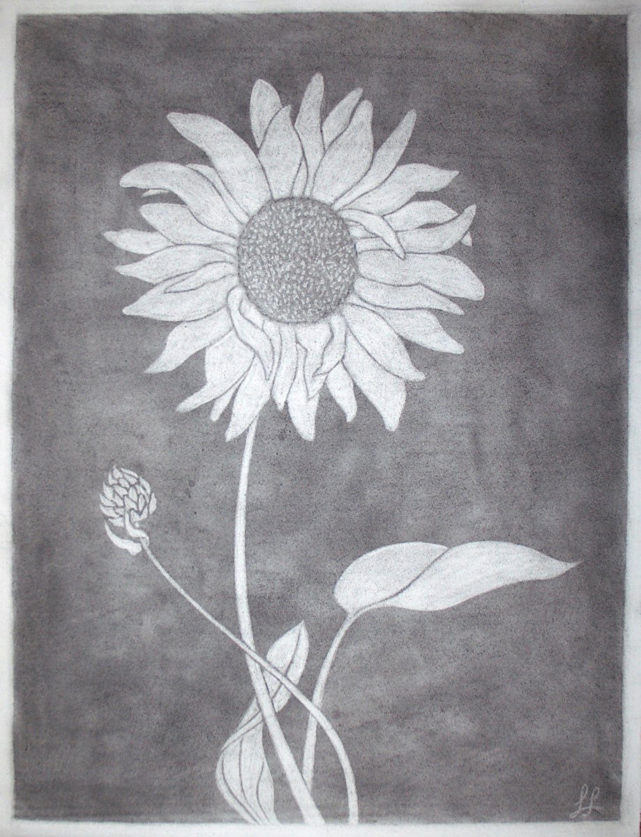 Sonnenblume I - Helianthus annuus (engl. Sunflower I) by Laura Stotefeld