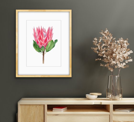 Protea. Original watercolour illustration