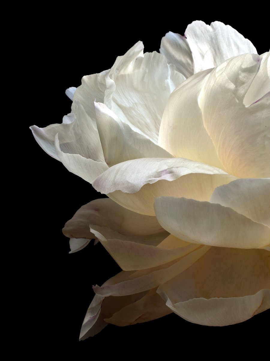 Photorealistic Photograph , White Peony By Nadia Culph, 24 X 31, Artwork For Sale On Artfinder