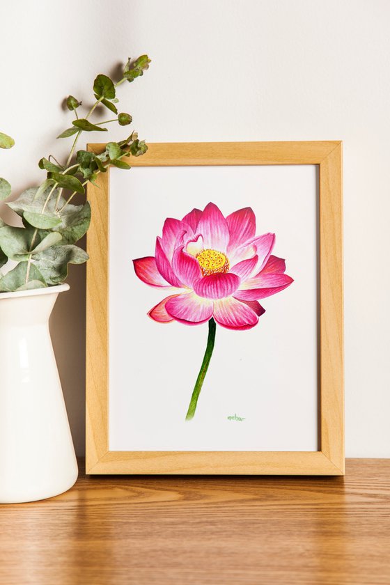 Lotus, a sacred flower