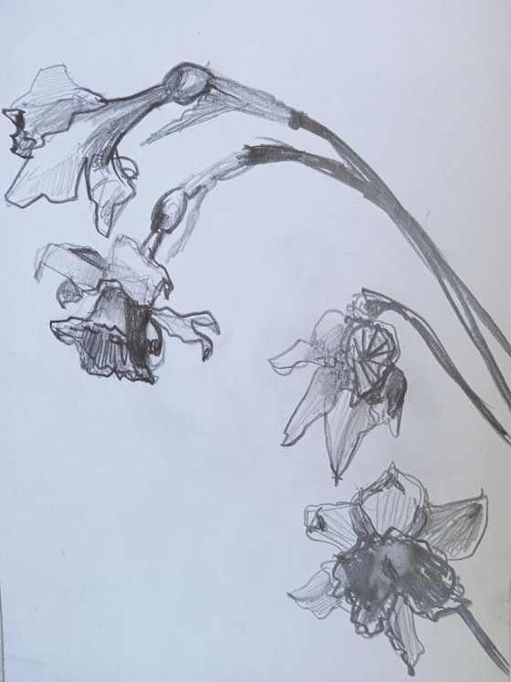 Sketching of Daffodils withering
