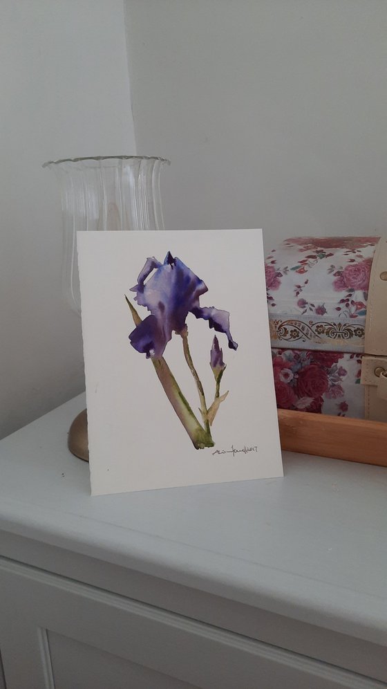 Inimitable Iris - Original Watercolour  - UK Artist