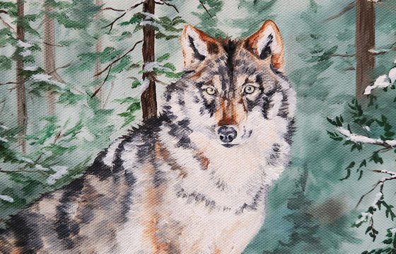 "First Snow" - Wolf - Wildlife