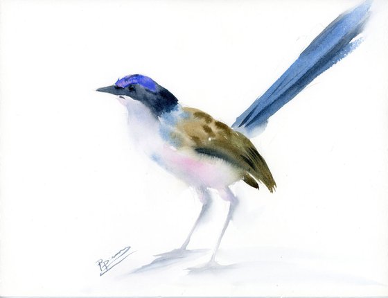 Purple crowned fairy wren