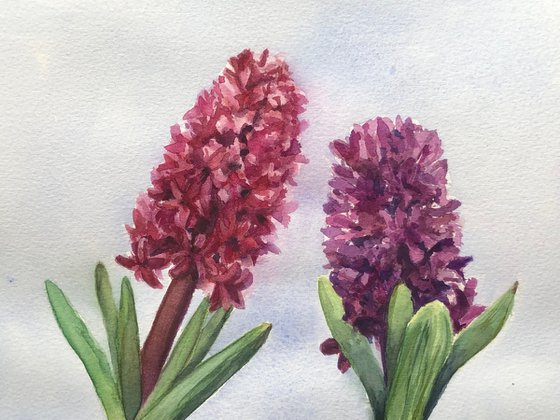 Shades of purple - Hyacinths