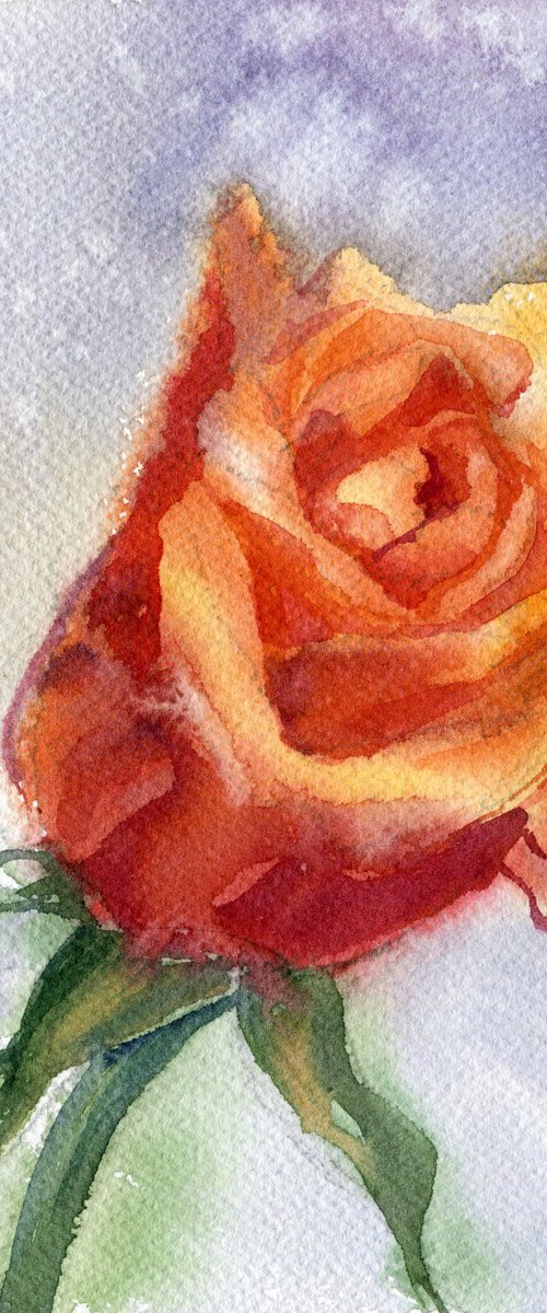 Blooming orange rose bud by SVITLANA LAGUTINA