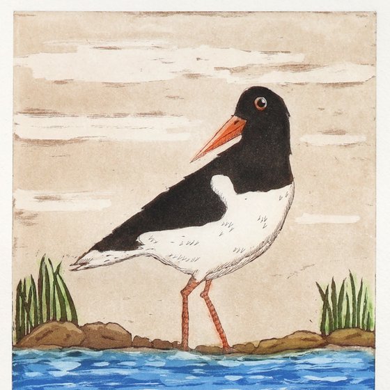 Oystercatcher