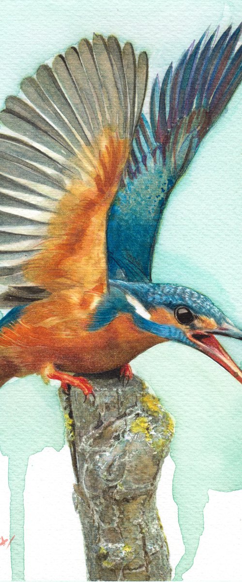 BIRD CCII - Kingfisher by REME Jr.