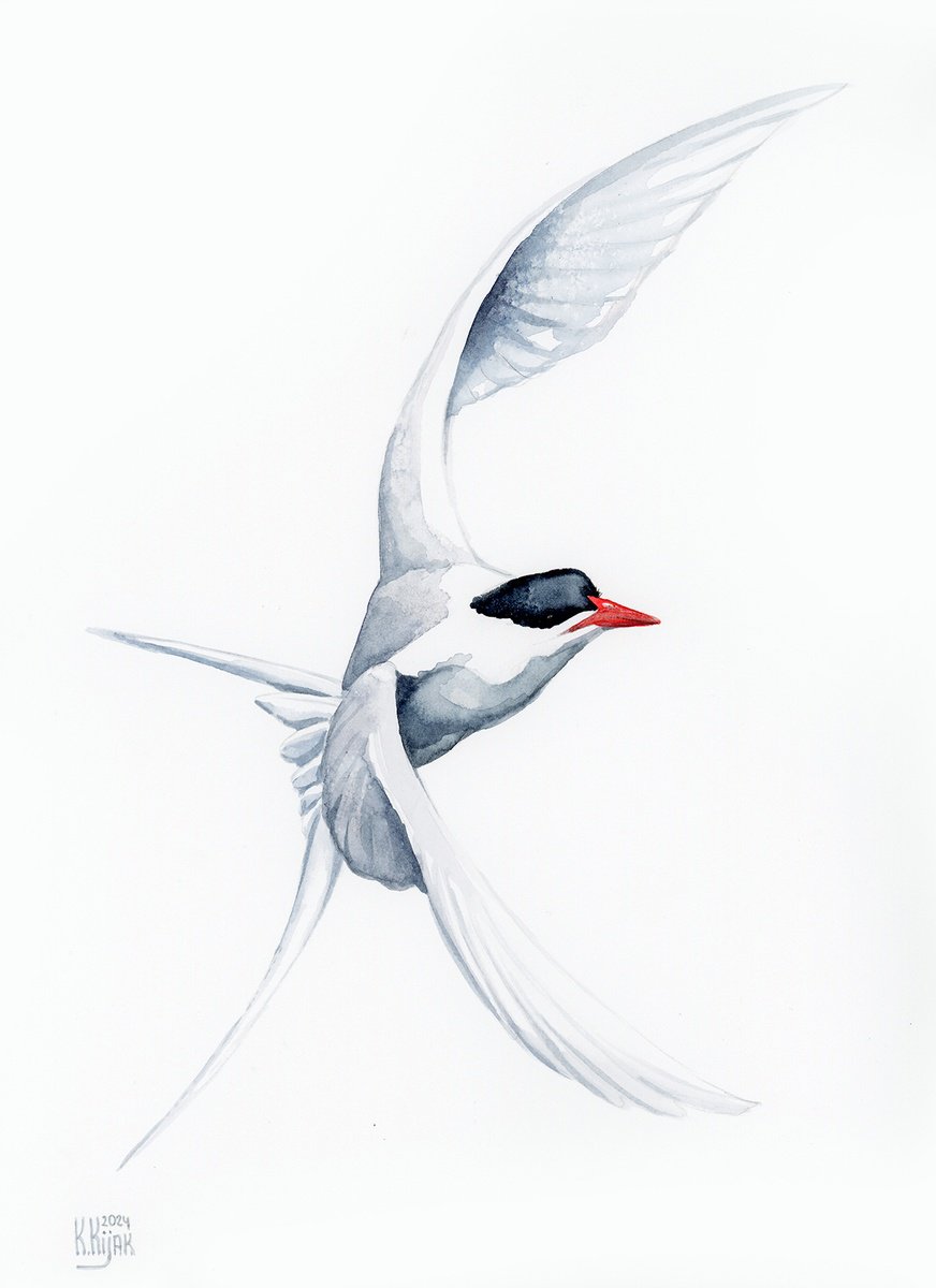 Whiskered tern by Karolina Kijak