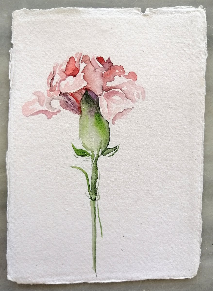 Pink carnation by Alexandra Bari