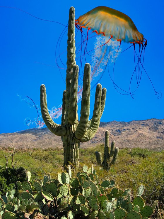 THE JELLYFISH AND THE CACTI