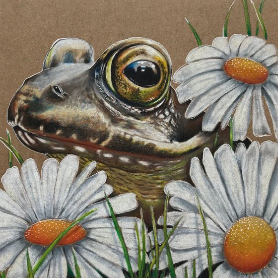 Watching from behind the daisies (frog)