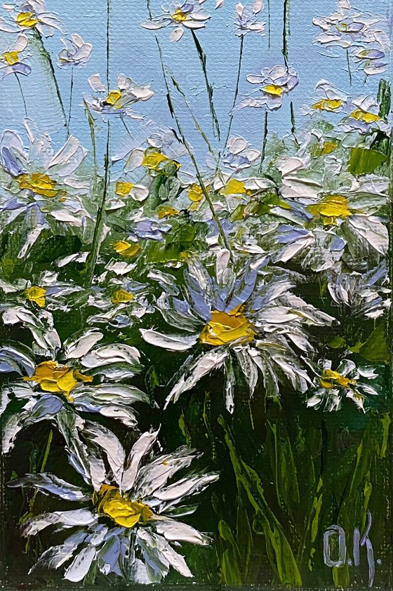 Daisies field