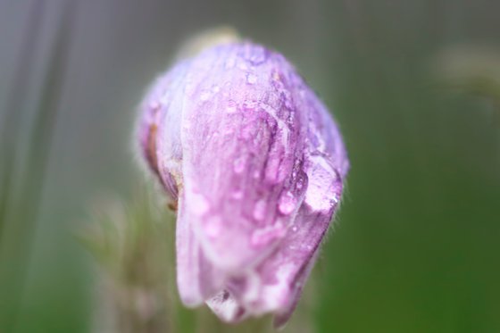Springtime