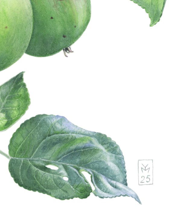 Green Apples