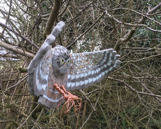 Athene Noctua