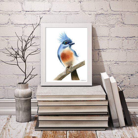 Crested coua bird