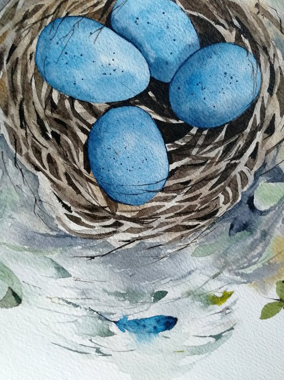 Nest with blue eggs