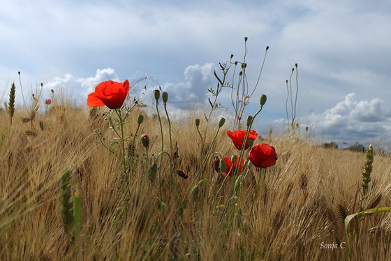 Poppies under sky