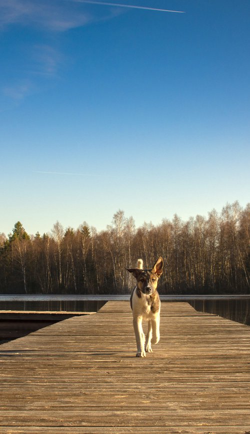 Lilly, the look of confidence before she fell in the water and felt sorry for herself :) by Simona Serdiuc