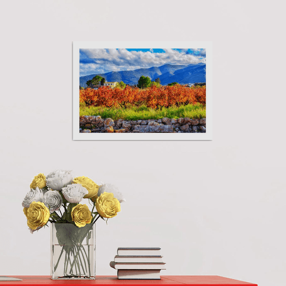 Vinyard. Limited Edition 1/50 15x10 inch Photographic Print