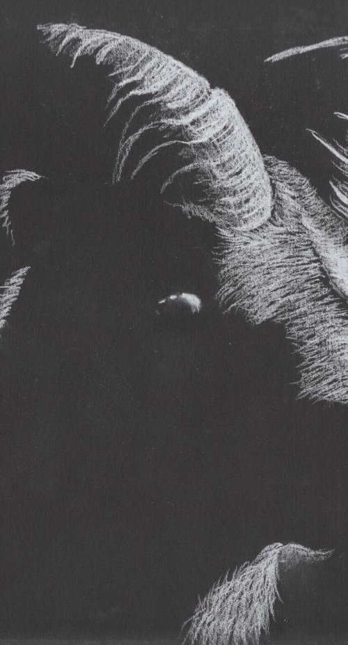 Mountain Goat by Tina Hickman