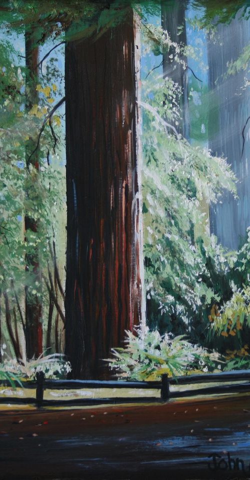 The Redwood Forest by John Begley