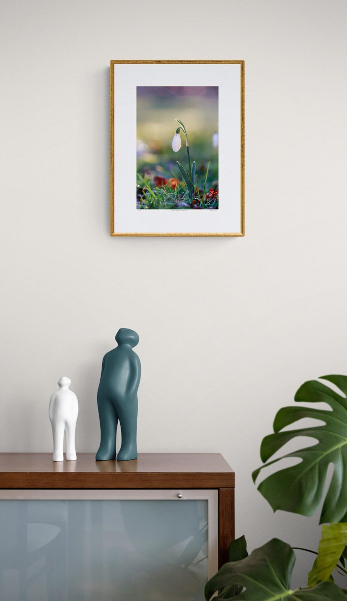 Here Comes The Sun - art photo of a snowdrop flower, limited edition giclee print by Inna Etuvgi