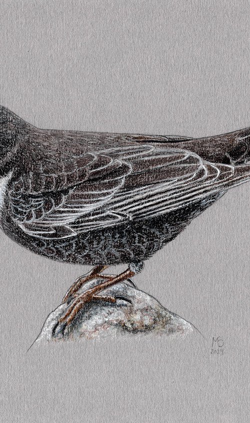 Ring ouzel by Mikhail Vedernikov