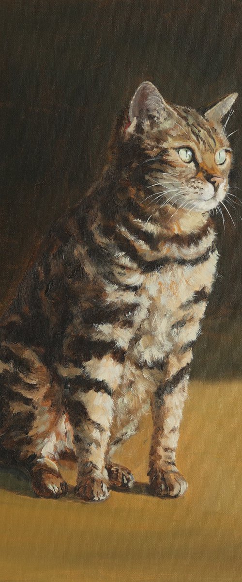 Bengal cat by Tom Clay