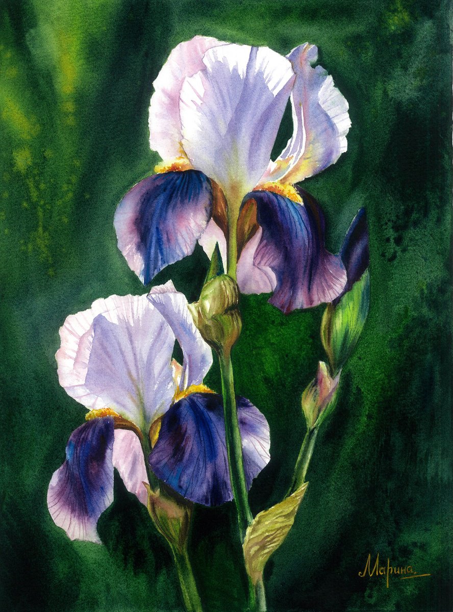 Photorealistic Botanical Watercolour By Maryna Boiko, 11 X 15", Surprise Irises, Original Artwork